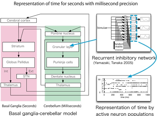 Modeling study of the representation of time by gradual shifts in the active neuron population